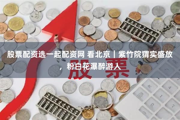 股票配资选一起配资网 看北京｜紫竹院猬实盛放，粉白花瀑醉游人